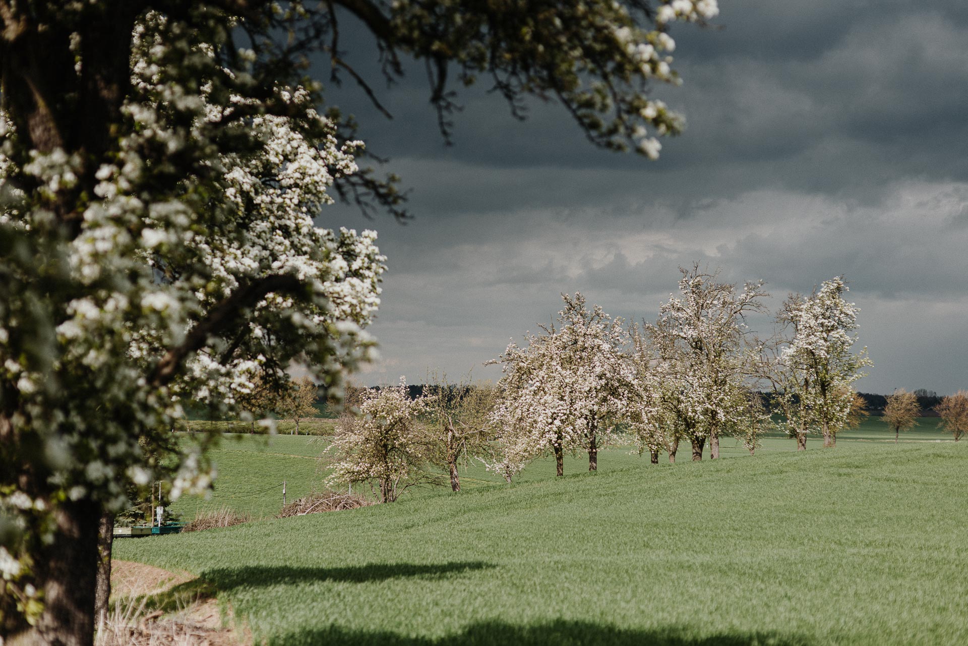 Engagementshooting Schloss Proschwitz mit Kirschblüten und Gewitterstimmung