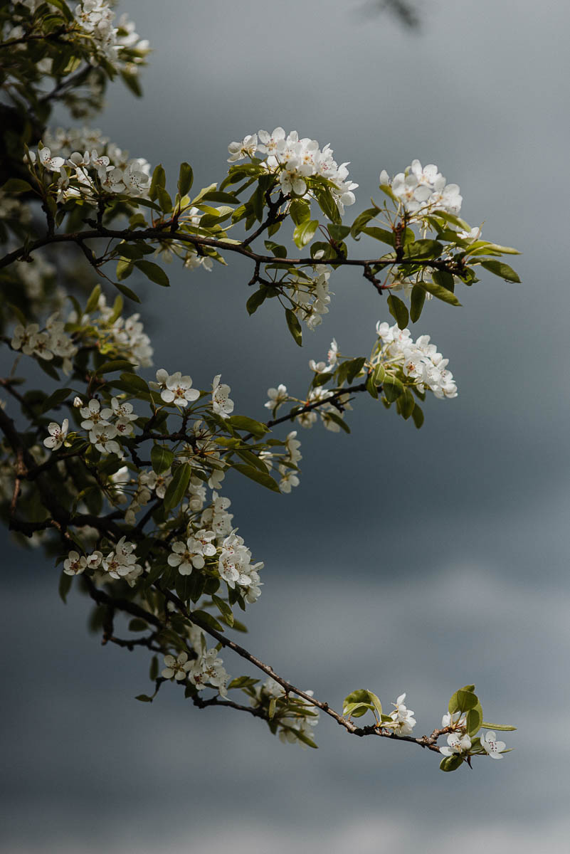 Kirschblüten und Gewitterwolken