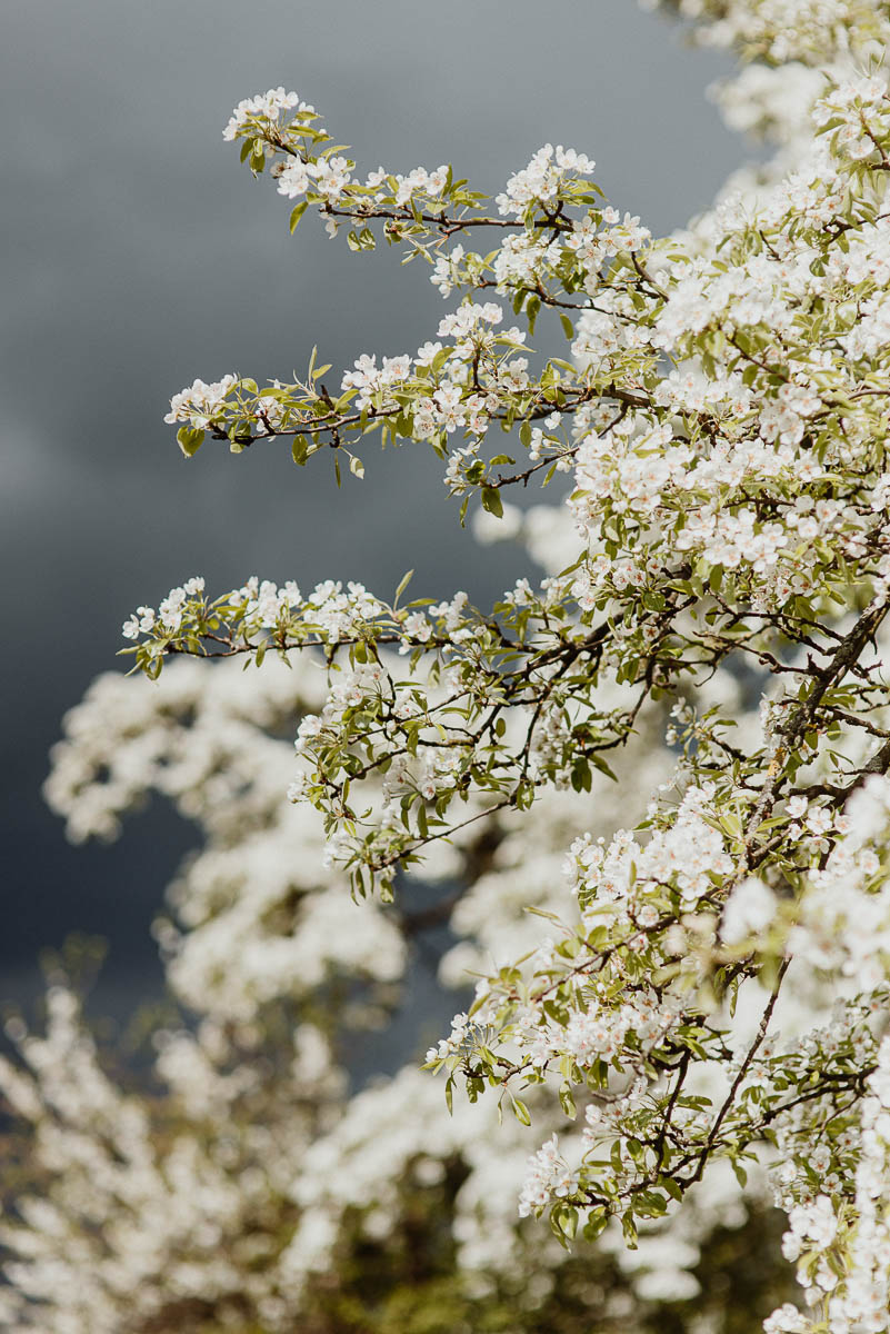 Kirschblüten vor Gewitterhimmel bei einem Fotoshooting in Meißen
