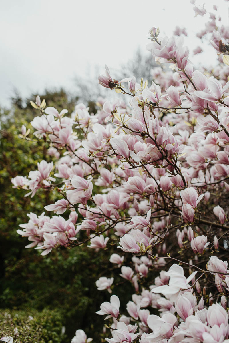 Magnolienblüte auf Schloss Proschwitz im Frühling