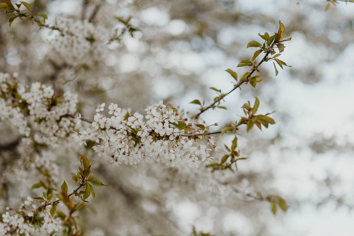 Kirschblüte auf Schloss Proschwitz