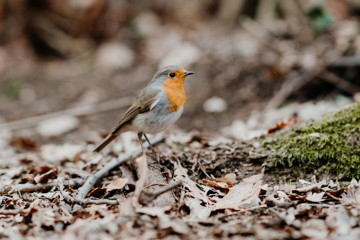 fotografin annelie brux Rotkehlchen im Garten zutraulich