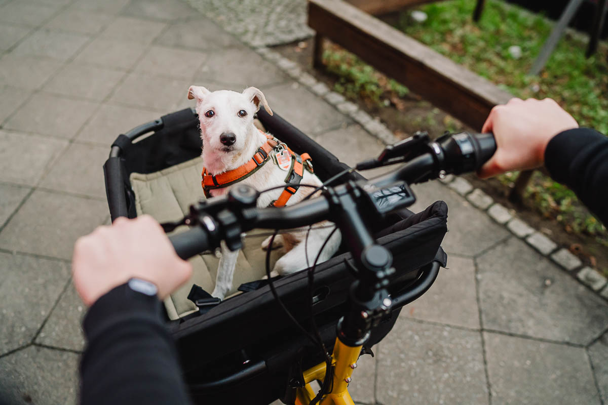 Ein Kunde kauft ein Cargobike und macht mit seinem Hund eine Probefahrt am Fahrradladen.